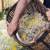 Melifera-cueillette-immortelle-panier