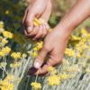 Melifera-cueillette-immmortelle
