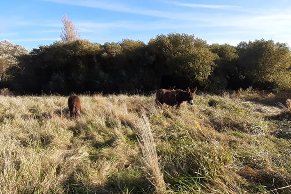 Melifera-marque-engagee-service-biodiversite-anes-oleron