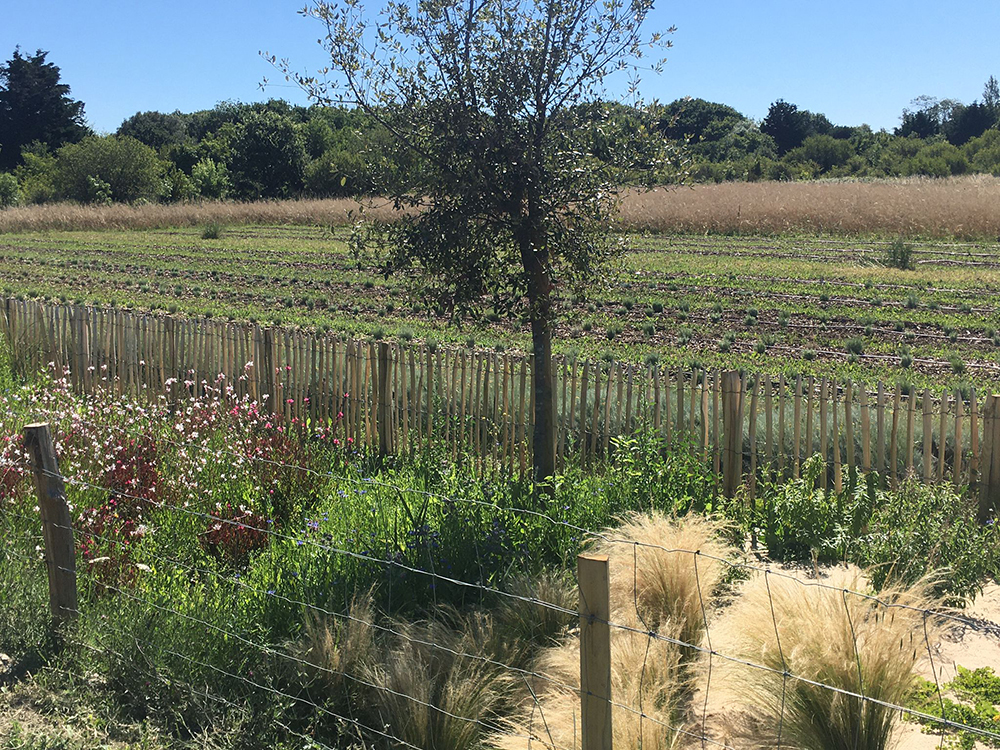 Vue sur les plantations du jardin Melifera depuis l’entrée