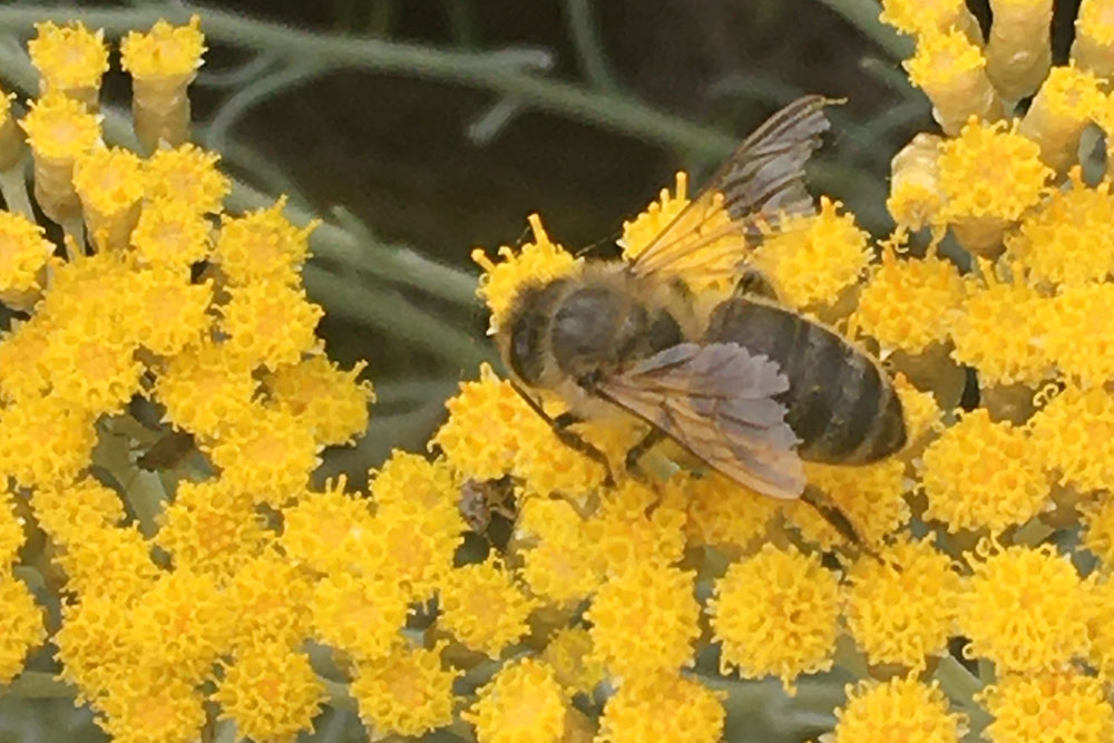abeille-noire-oleron
