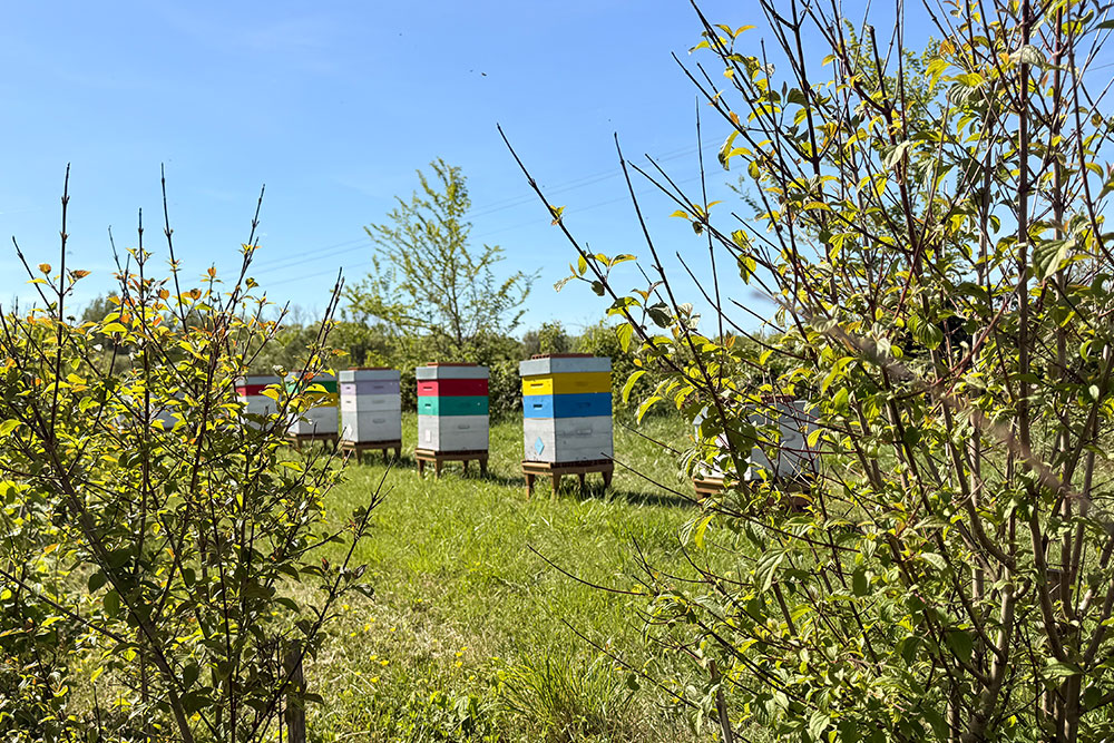 ruches-du-jardin-melifera-pour-abeilles-noires
