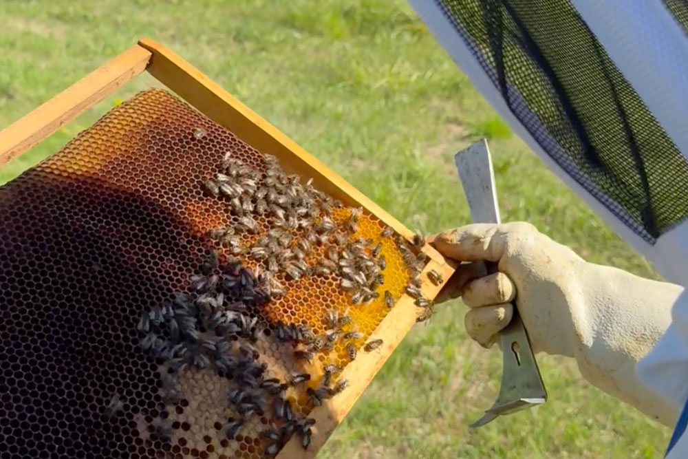 verification-des-cadres-abeille-noire-oleron