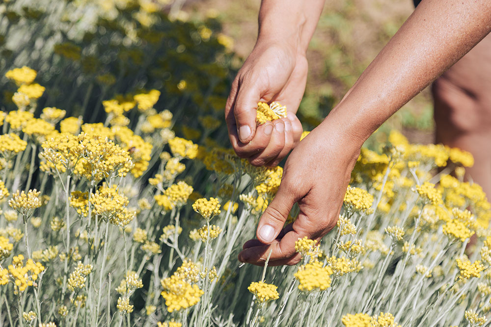 Récolte des fleurs d'immortelle au jardin Melifera